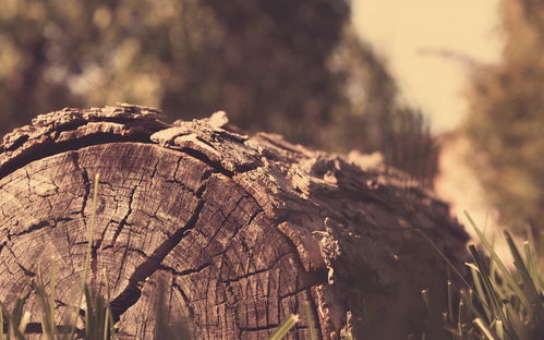 社会复苏与集体潜意识的能量场