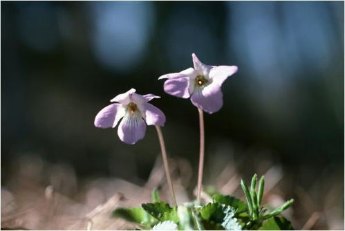 属蛇的人蕞适合养什么花，有没有什么特定的花卉推荐？