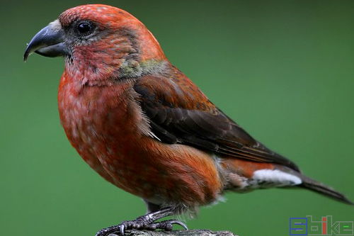 羽色与鸣叫间的关联：性别差异及个体特征