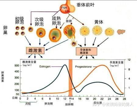 3. 情绪与激素：你真实的了解自己的身体吗？