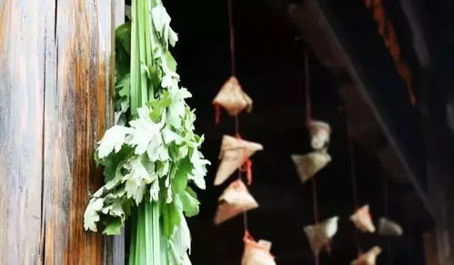 五月初五暗示哪个生肖？家家插艾草的寓意是什么意思？