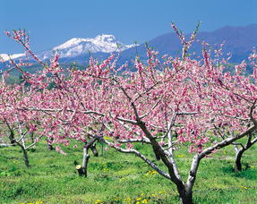三、 植物特性与生长习性对风水的影响