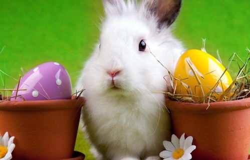 鼠妈兔爸生儿属何生肖，是属兔的贵人吗？