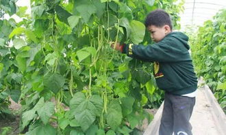玄学暴走：豆角其实是木遁忍者