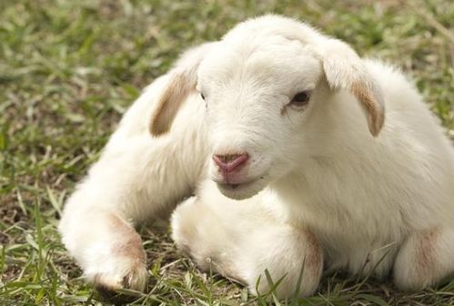 1979年出生属羊的人，2026年的运势如何？