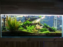 鱼缸养鱼是否需要通风，这样的风水布局是否适宜？