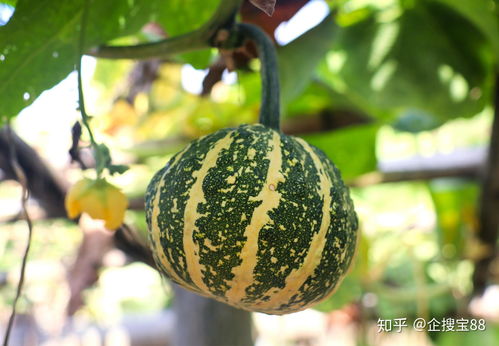 有没有寓意环保绿色的名字大全，忒别是带绿字的？