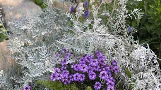 有哪些花名字既好听又富有诗意？