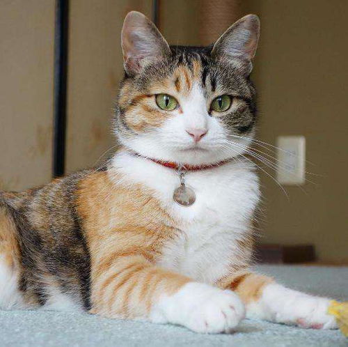 后院养猫会对家宅风水产生怎样的影响呢？