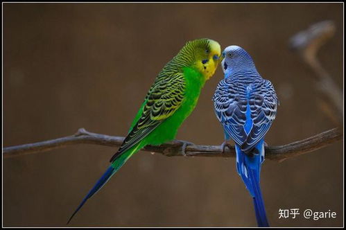 虎皮鹦鹉（误指虎纹球）：驱邪避凶的精神守护