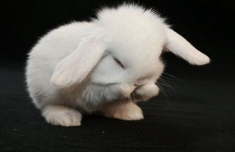 属兔五月出生财运方位具体指的是什么？