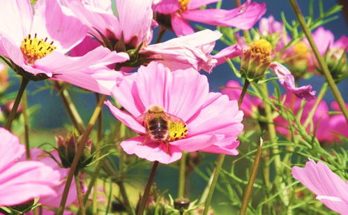 牵牛花100张图片中，哪张牵牛花寓意最吉祥？