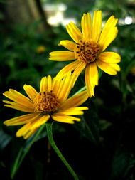 商人必看！黄花梦境=暴富密码？