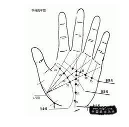 小孩手掌中哪条线是生命线？图片展示生命线位置图解？