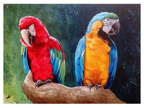 二、金刚鸠（Macaws）