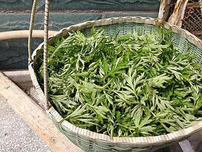 六、 艾草挂置的规范化操作