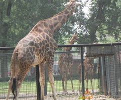 双人电瓶车——“爱恨交织”之旅