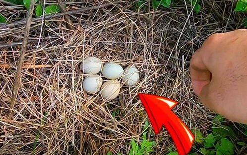 梦见自己捡到竹笋预示着什么吉凶？