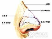 ：鼻骨损伤的临床十分沉关键性及其文化底蕴映射