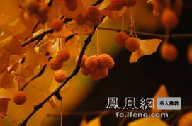 穿越时空的圆寂智慧：古代禅师生死超脱之道的哲学思想探析