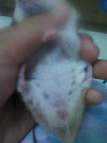 有没有霸气的情侣仓鼠名字，一公一母仓鼠叫什么好？