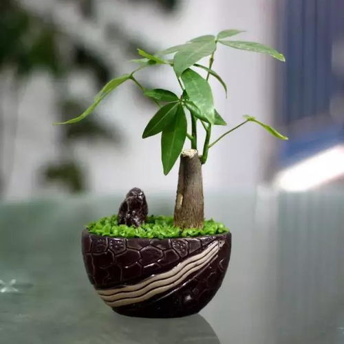 五、  金元宝：吸纳窗外财气的具体实践