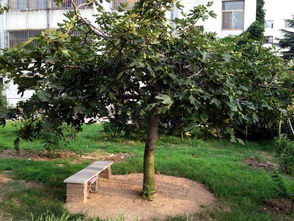 院子里种梨树风水好吗？清香树种在院子里风水如何？