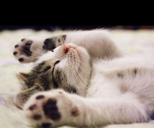 一、先搞清楚这只较小猫咪到底是哪些样子的？