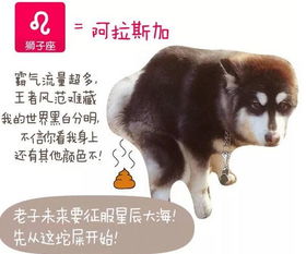 12星座女生究竟会心仪哪种犬系男友呢？