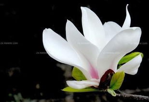 1. 高洁品格与德行修养的象征