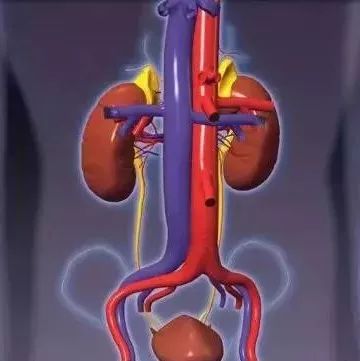 肾脏：过滤废物与盐分平衡的重要枢纽