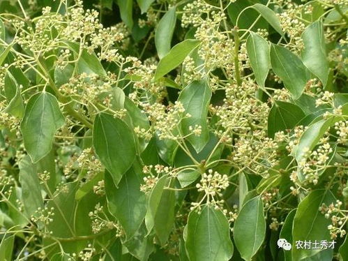一、 植物学分类与物理形态概述