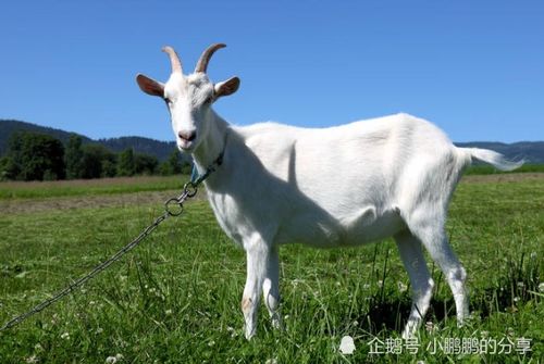 新羊旧羊又一春打一生肖，指的是什么生肖？