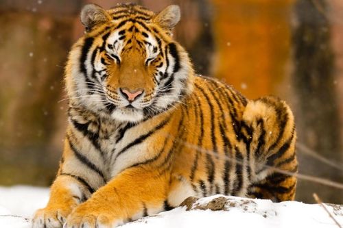 2026年86年属虎的人事业贵人属相是什么？