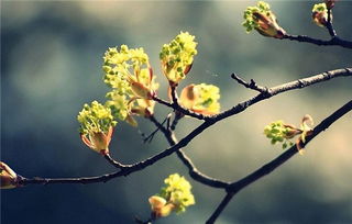 一、  梦见桂花的普遍象征意义