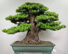 1.1 五行属性与树种对应关系