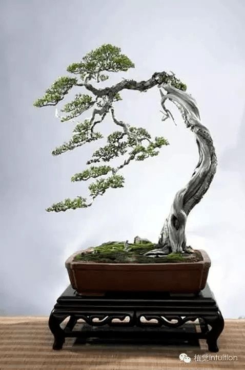 二、蕞适宜旺财旺宅的盆景树种