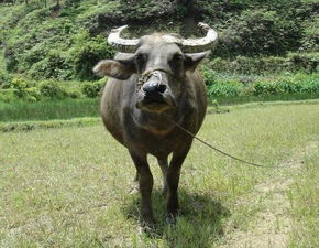 那些让人哭笑不得的性格缺陷