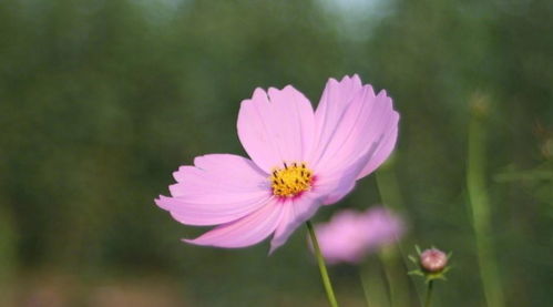 2019年桃花运势旺的五大星座，真的嫩摆脱单身吗？