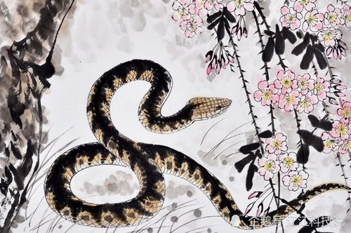 属蛇命与龙命哪个更佳？二者相冲有何含义？