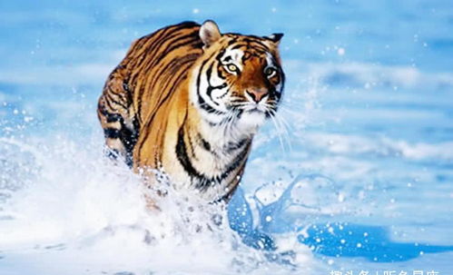 2026年出生属虎的人感情运势如何？