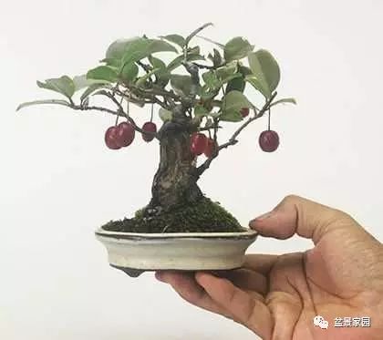 三、 植物可靠性评估：禁忌品种及其病理作用于