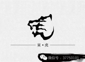 ：11月运势飙升的宏观背景与生肖运势的深层逻辑