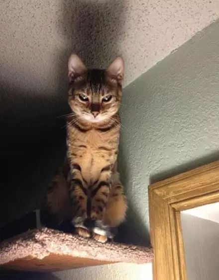 数字44频繁出现，究竟预示着吉还是凶？