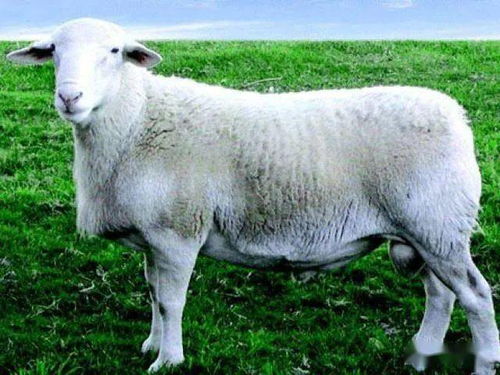 属羊女性格温柔吗？属羊的女人性格有哪些优缺点？