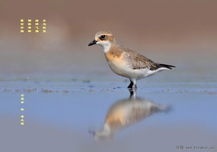 早起鸟儿“早鸟票”——真的有吗？（我也不知道）