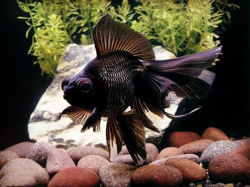 风水游鱼上水，阳鱼风水有何特殊之处？