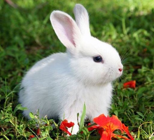 84岁属兔的运势和财运如何，87年属兔的26年运势具体怎样？