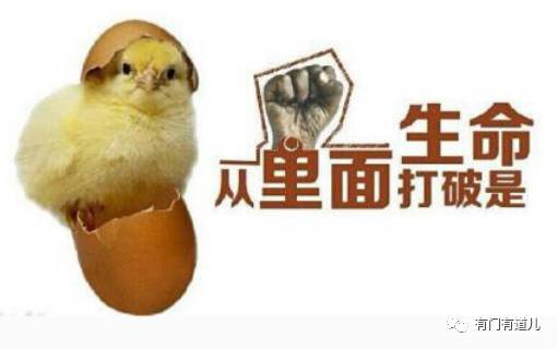 生肖猪：乐观心态与营养摄入的良性互动