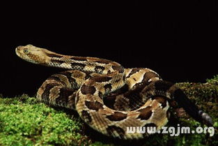 男人梦到蛇预示着什么，是好是坏，难道是死亡的前兆吗？